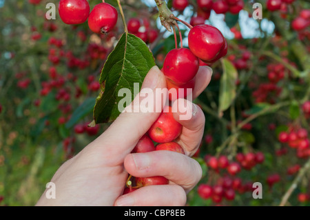 Eine Frauenhand Kommissionierung Krabbe Äpfel vom Baum, mit vielen Äpfeln im Hintergrund unscharf. Hampshire, England, Vereinigtes Königreich Stockfoto