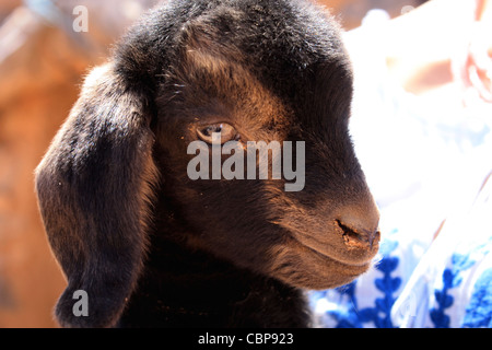 Marokkanische Zicklein. Stockfoto