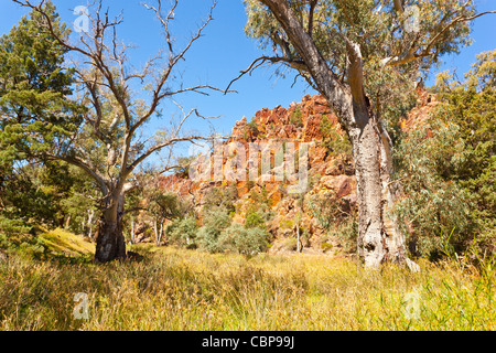 Old River Red Gum Trees (Eucalyptus camaldulensis) in Warren Schlucht in der Nähe von Loughborough in die Flinders Ranges im Outback South Australia, Australien Stockfoto