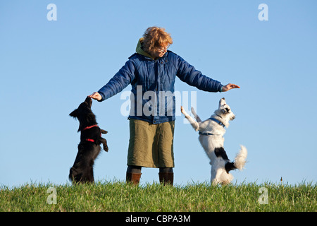 Frau Ausbildung zwei Hunde Stockfoto