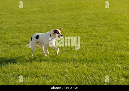 Hund läuft über eine Wiese Stockfoto