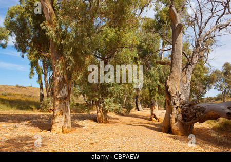 Old River Red Gum Bäume (Eukalyptus Camaldulensis) im trockenen Bett des Kanyaka Creek in den Flinders Ranges in South Australia Stockfoto