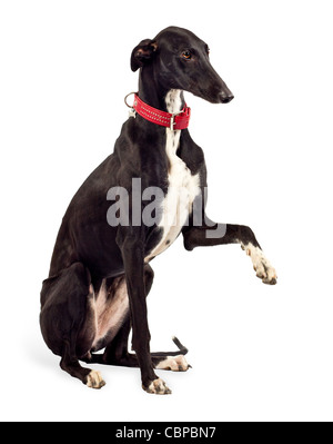 Greyhound Hund 18 Monate alt, sitzt vor weißer Hintergrund Stockfoto