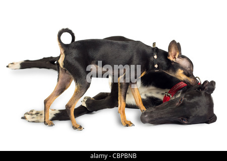 Zwei Hunde - Spielzeughund und Greyhound, im Studio auf weißem Hintergrund Stockfoto