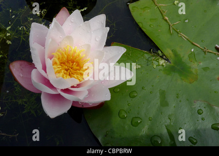 Eine blühende Seerose in der Nähe von Harrogate UK Stockfoto