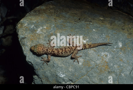 Türkische Gecko oder Mittelmeer Gecko, Hemidactylus Turcicus Griechenland Stockfoto