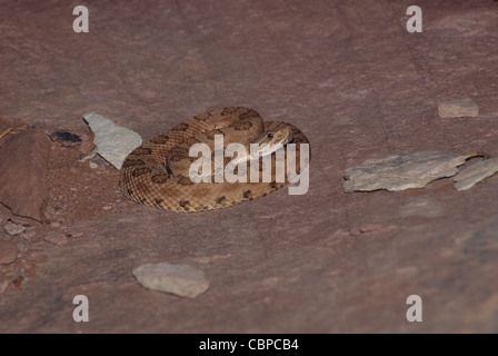 Midget Faded Klapperschlange Crotalus Oreganus Concolor. Utah Stockfoto