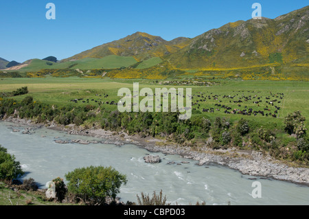 Rinder grasen unter Gebirges Kaikoura Neuseeland Südinsel Stockfoto