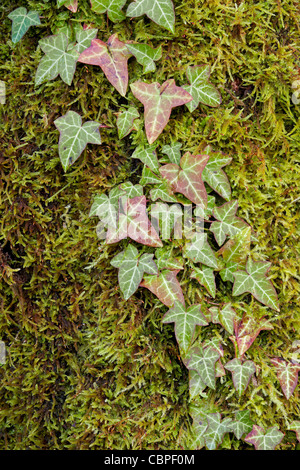 Efeu Hedera Helix in Herbstfarben auf bemoosten Baumstamm Stockfoto