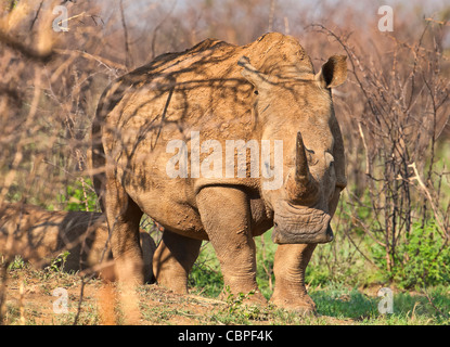 Weißes Nashorn (Ceratotherium simum) Vierkant-Nashorn Mutter mit Kalb. Eine vom Aussterben bedrohte Art im Madikwe Game Reserve, Südafrika. Stockfoto