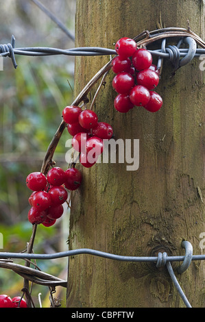 Schwarz-Zaunrübe Tamus Communis Beeren winter Stockfoto