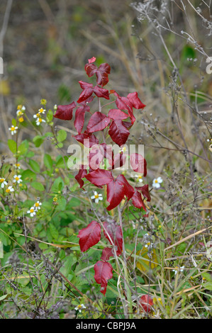 Poison Ivy: Toxicodendron Radicans (SY Rhus Radicans). Florida, USA Stockfoto