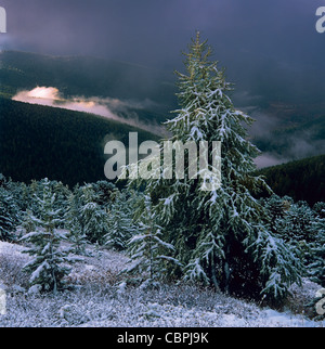 Lärchen mit frischem Schnee bedeckt Stockfoto