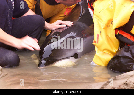 Rettungskräfte versuchen, einen gestrandeten Delfin zu helfen. Bild von James Boardman. Stockfoto