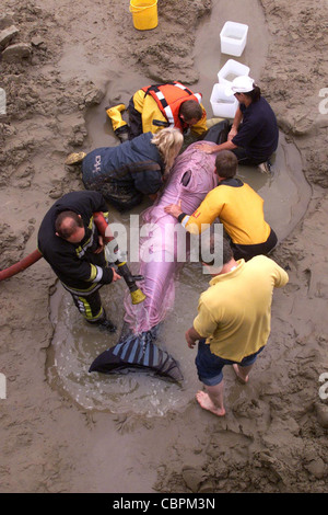 Rettungskräfte versuchen, einen gestrandeten Delfin zu helfen. Bild von James Boardman. Stockfoto