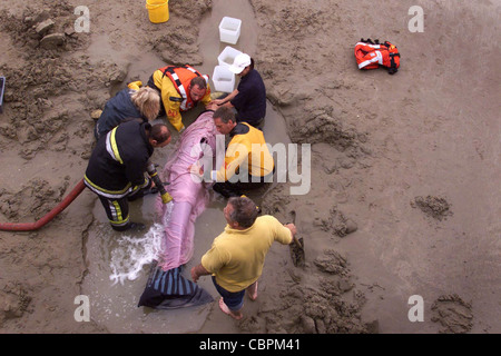 Rettungskräfte versuchen, einen gestrandeten Delfin zu helfen. Bild von James Boardman. Stockfoto