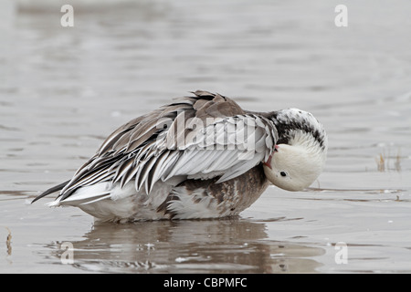 Blauer Morph Schneegans im Wasser putzen Stockfoto