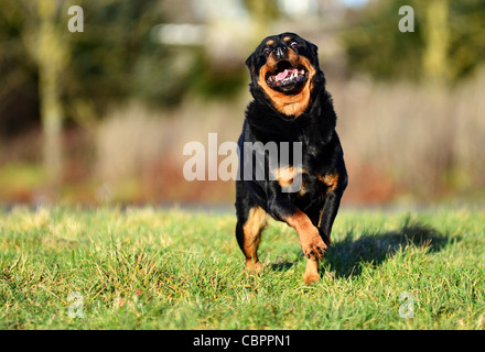 Rottweiler Hund in ein Feld an einem sonnigen Tag Stockfoto