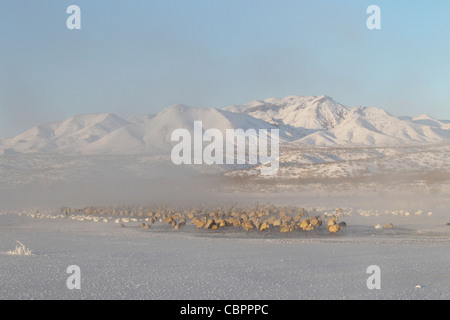 Kraniche und Schneegänse Schlafplatz auf einem zugefrorenen Teich im Nebel mit Schnee bedeckt die Berge im Hintergrund Stockfoto