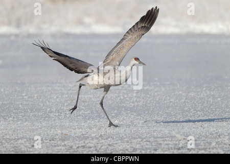 Sandhill Kran quer über einen gefrorenen Teich ausziehen Stockfoto