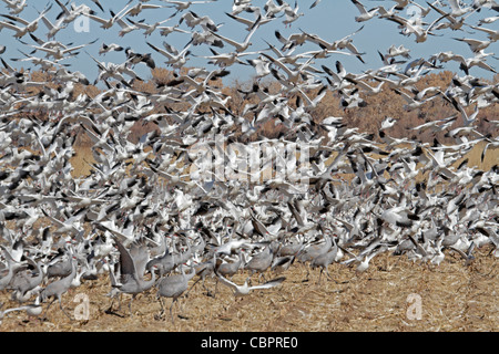 Herde von Schneegänsen mit Kraniche ausziehen aus einem Feld Stockfoto