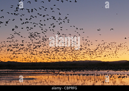 Herde von Schneegänsen ausziehen bei Sonnenaufgang Stockfoto