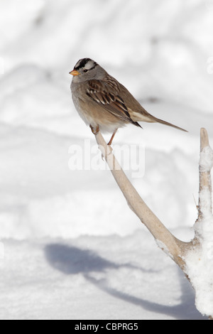 Weiß gekrönt Sparrow thront auf einer Reihe von Geweih im Schnee Stockfoto