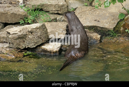 am Wasser Landschaft zeigt eine Otter-Rückseite beim Klettern einige Steine Stockfoto