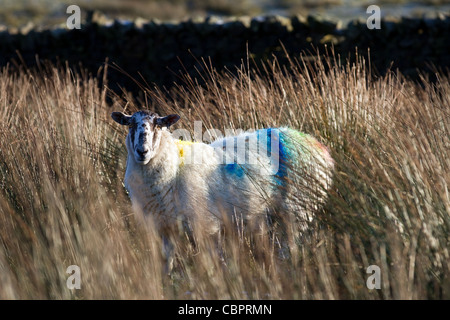 Derbyshire Gritstone Mutterschafe, rotocker oder Reddle ram abgedeckt und montiert, gefärbt Fleece auf Hill Schafe, Trog oder Wald von Bowland, Lancashire, England, Großbritannien Stockfoto