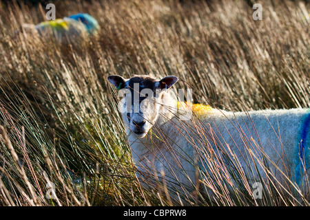 Derbyshire Gritstone Mutterschafe, rotocker oder Reddle ram abgedeckt und montiert, gefärbt Fleece auf Hill Schafe, Trog oder Wald von Bowland, Lancashire, England, Großbritannien Stockfoto