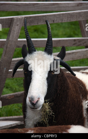 Jakobs Schafe am Kilnsey zeigen Stockfoto