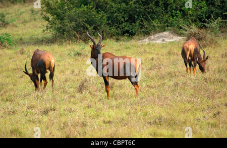 Grünland-Landschaft einschließlich einige Kudus in Uganda (Afrika) Stockfoto