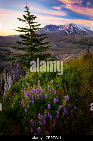 Sonnenaufgang am Mount St. Helens National Volcanic Monument mit Sommer Wildblumen im Vordergrund Stockfoto