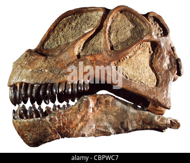 Fossilen Sauropoden Schädel (Dinosaurier), Camarasauridae, späten Jura, Dinosaur National Monument in Utah Stockfoto