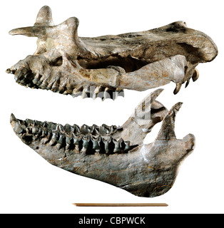 Brontotherium Leidyi Schädel unteren Kiefer frühen Oligozän Chadronian Chadron Bildung Squaw Creek Nebraska Stockfoto