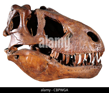 Tyrannosaurus Rex Dinosaurier Schädel Stockfoto