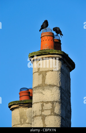 Zwei Schornsteine und zwei Dohlen. Burneside Road, Kendal, Cumbria, England, Vereinigtes Königreich, Europa. Stockfoto