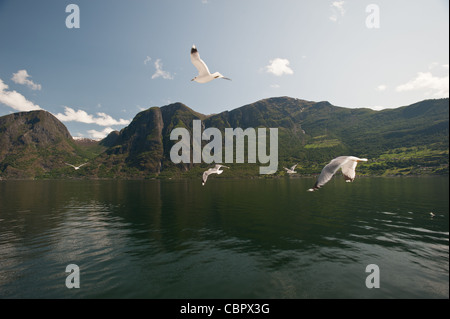 Möwen fliegen in Nærøyfjord, Sogn Og Fojrdane, Norwegen. Stockfoto