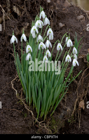 Schnee fallen Galanthus Nivalis Blumen wachsen auf umgestürzten Baum Wurzelballen. Stockfoto