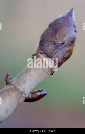 Rosskastanie Aesculus Hippocastanum Knospe. Stockfoto