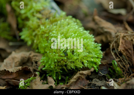 Rau-gestielt Feder Moss Brachythecium Rutabulum wächst auf Holz. Stockfoto