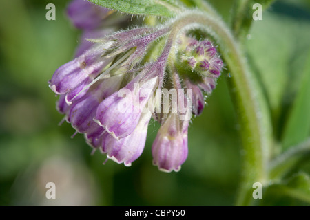 Gemeinsamen Beinwell Symphytum Officinale Blüten. Stockfoto