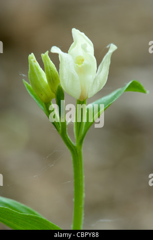 White Helleborine, Cephalanthera Damasonium Blume. Stockfoto