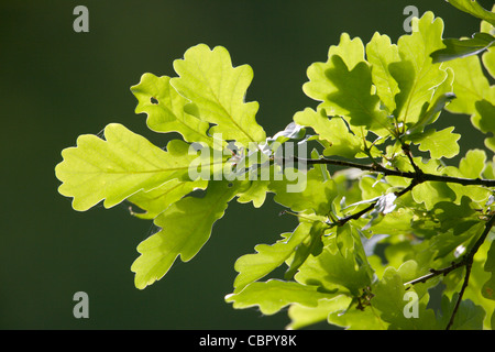 Englisch oder Pedunculate Eiche Quercus Robur Blätter im Sonnenlicht. Stockfoto