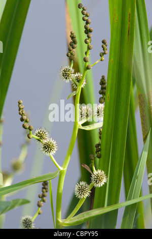 Verzweigte Bur-reed Sparganium Erectum, Blumen. Stockfoto