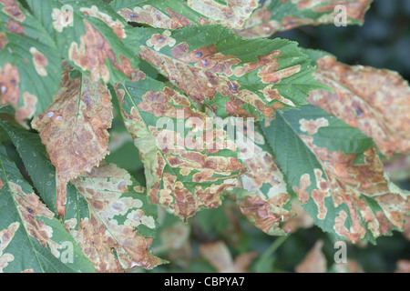 Rosskastanie Aesculus Hippocastanum Blätter zeigen Schäden durch Rosskastanien-Miniermotte Cameraria ohridella Stockfoto