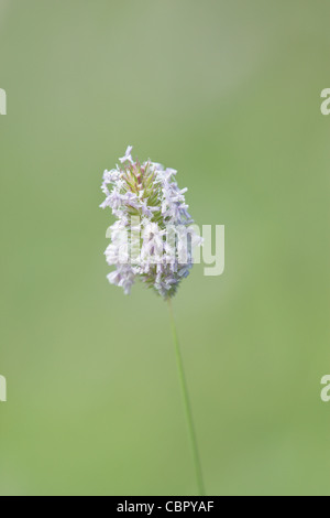 Hoary Wegerich Plantago Media Blumen. Stockfoto