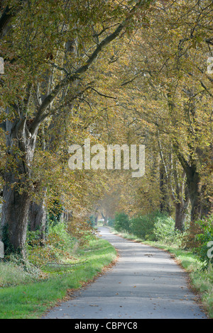 Eine Allee von Bäumen Rosskastanie, Aesculus Hippocastanum mit Miniermotte Schaden Stockfoto