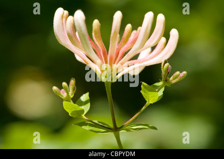 Geißblatt, Lonicera Periclymenum Blumen Stockfoto