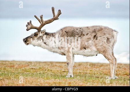 Ein Rentier in Svalbard. Stockfoto